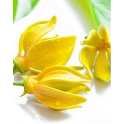 Ylang ylang eterinis aliejus (Kvapiųjų kanangų)