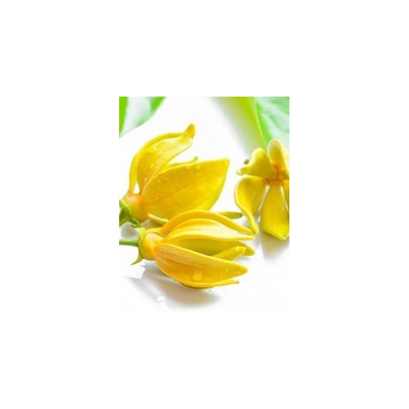 Ylang ylang  eterinis aliejus (Kvapiųjų kanangų)