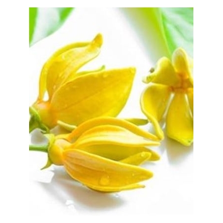 Ylang ylang  eterinis aliejus (Kvapiųjų kanangų)