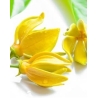 Ylang ylang  eterinis aliejus (Kvapiųjų kanangų)