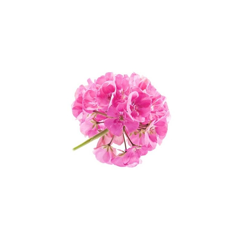 Rožinių Pelargonijų eterinis aliejus