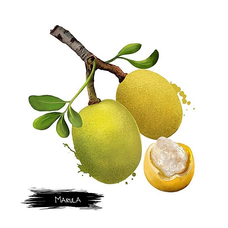 Marulos (kietrio) aliejus